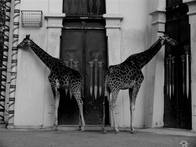 Zoo d'Anvers - Girafes